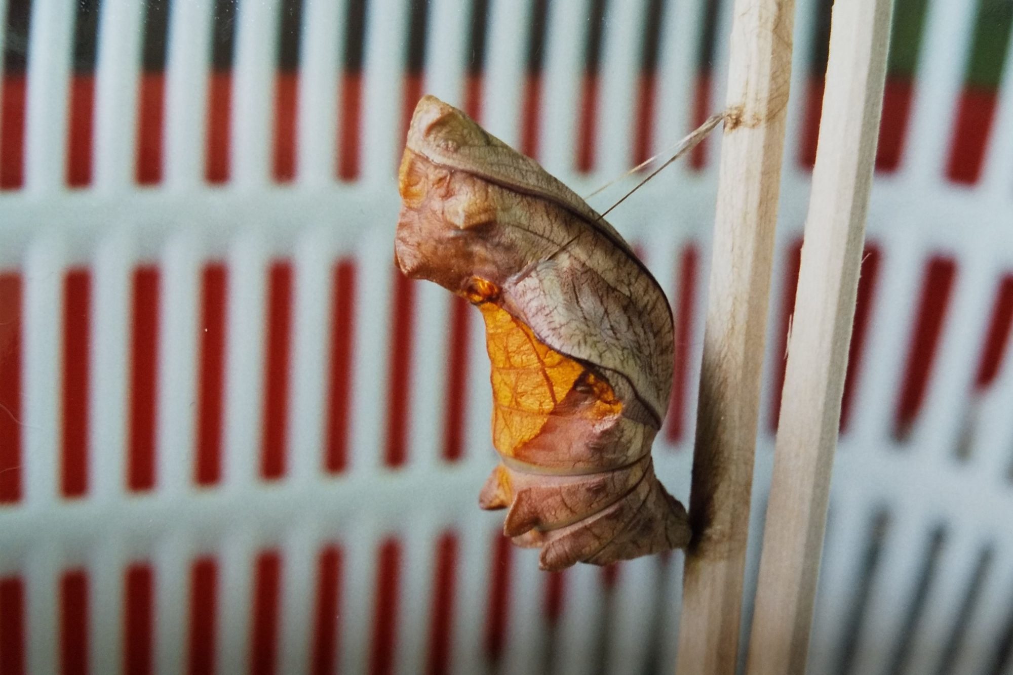 キシタアゲハ蛹